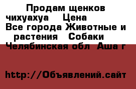 Продам щенков чихуахуа  › Цена ­ 10 000 - Все города Животные и растения » Собаки   . Челябинская обл.,Аша г.